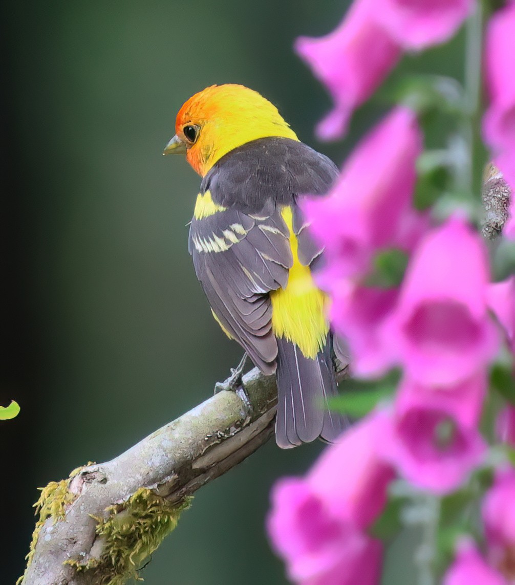 Western Tanager - ML621053443