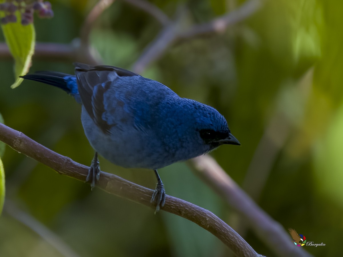 Blue-and-black Tanager - ML621053444