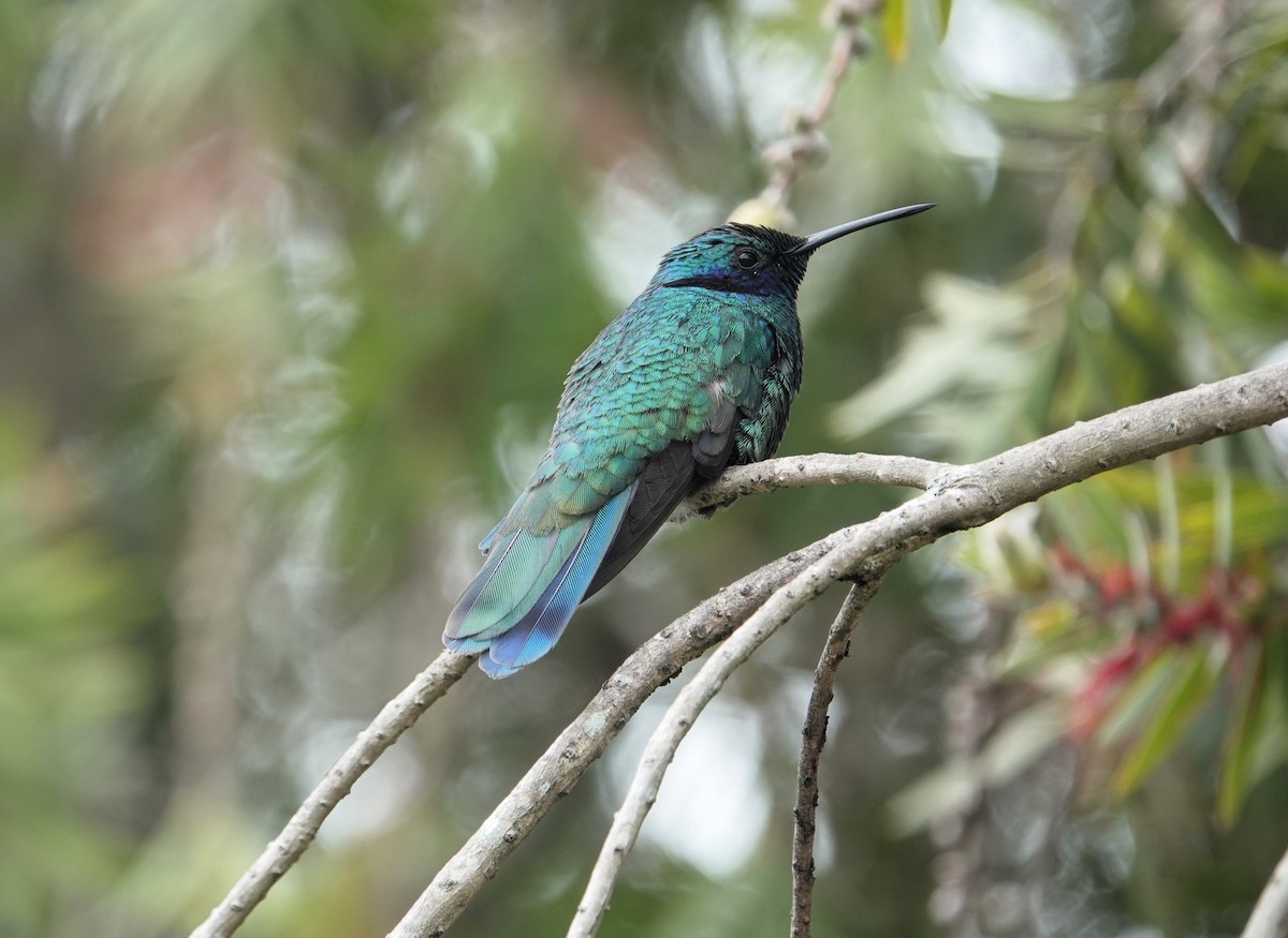 kolibřík modrolící - ML621053456