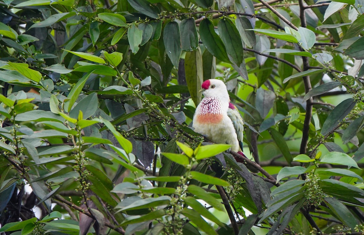 Many-colored Fruit-Dove - ML621053472