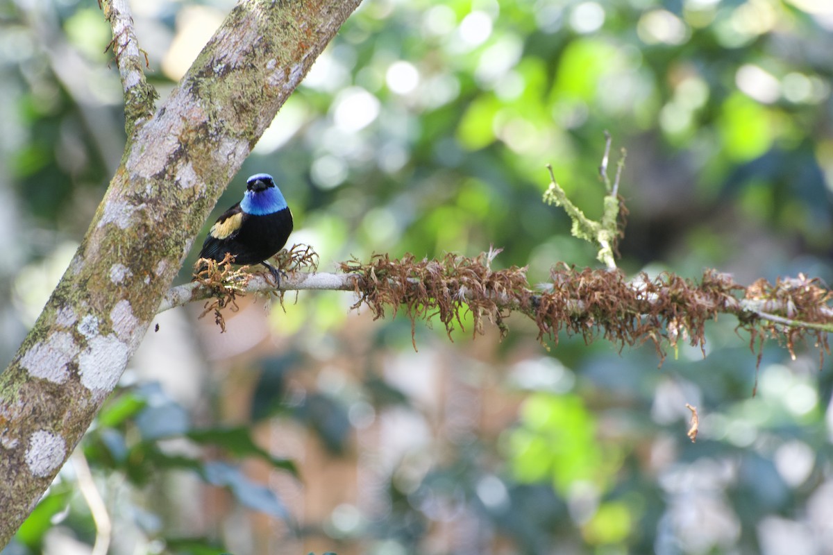 Blue-necked Tanager - ML621053489