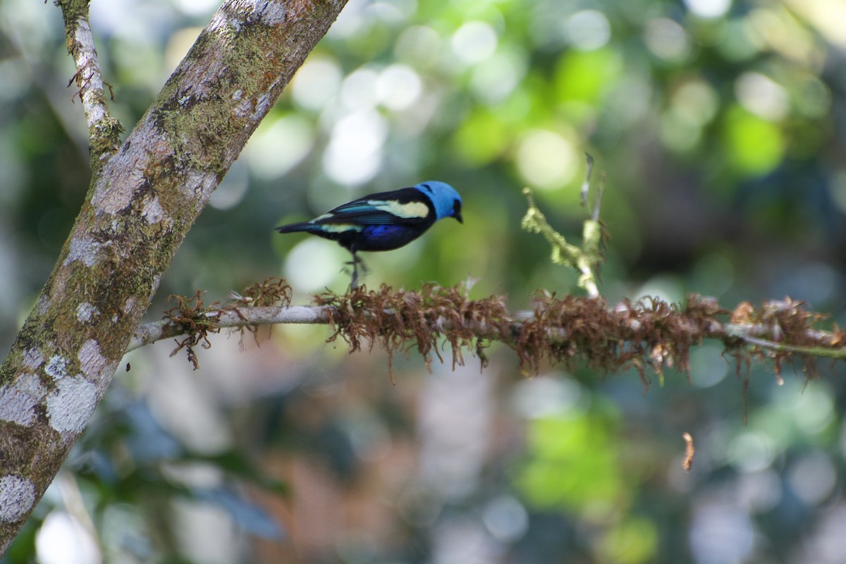 Blue-necked Tanager - ML621053491