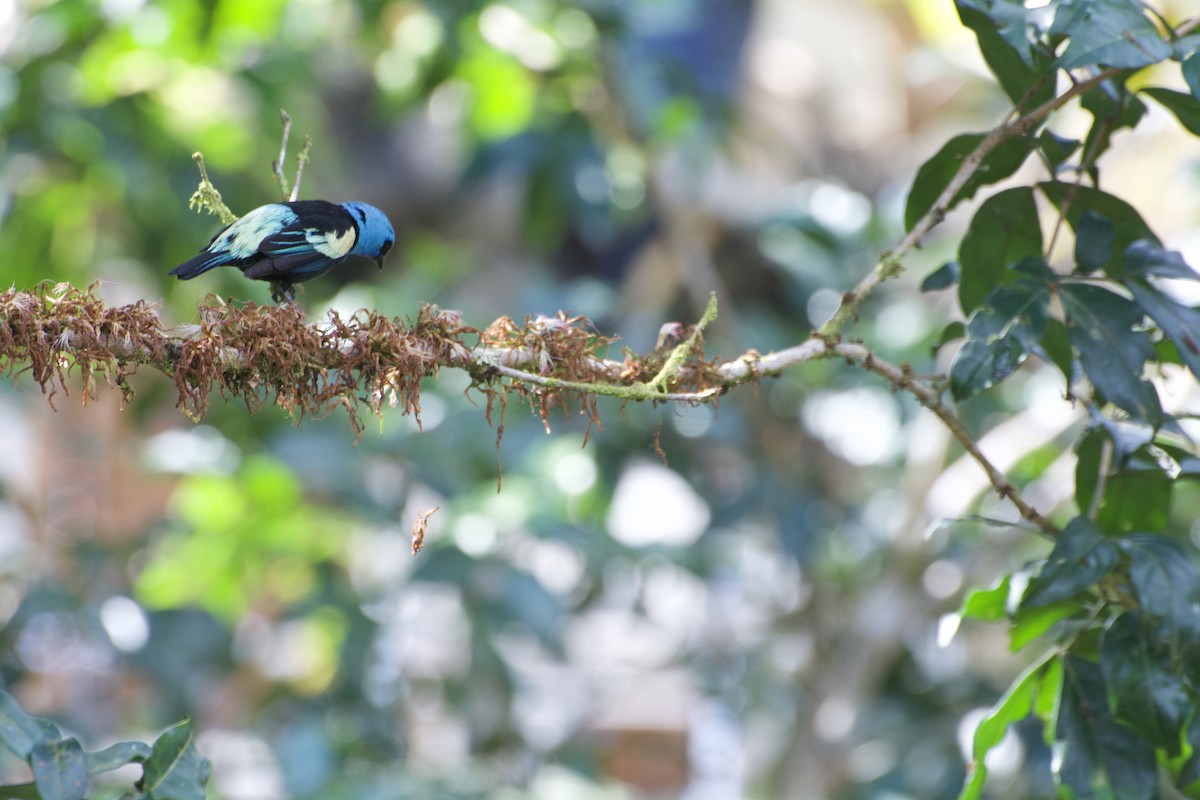 Blue-necked Tanager - ML621053493