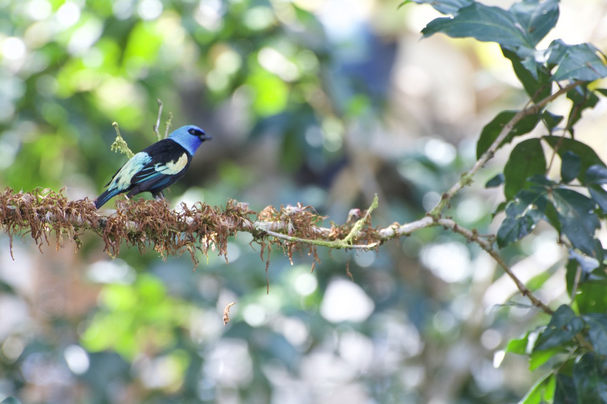 Blue-necked Tanager - ML621053494
