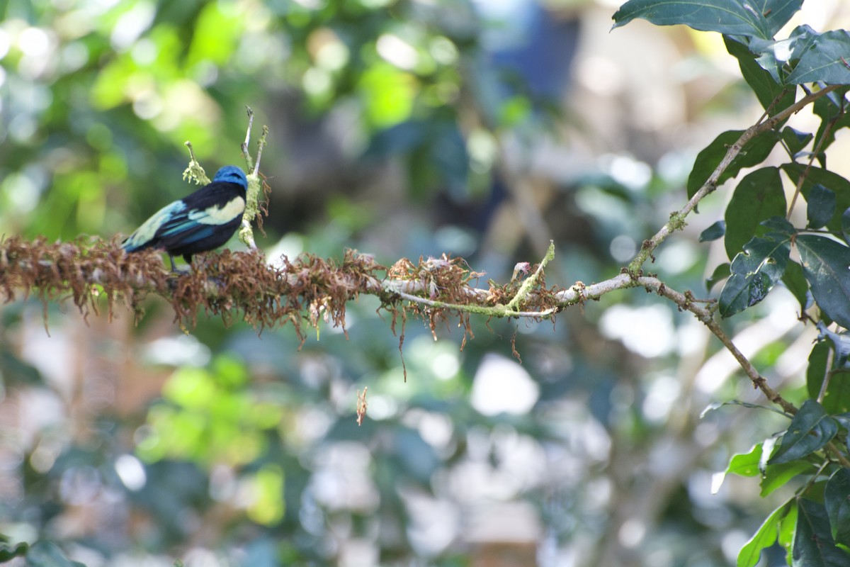 Blue-necked Tanager - ML621053495