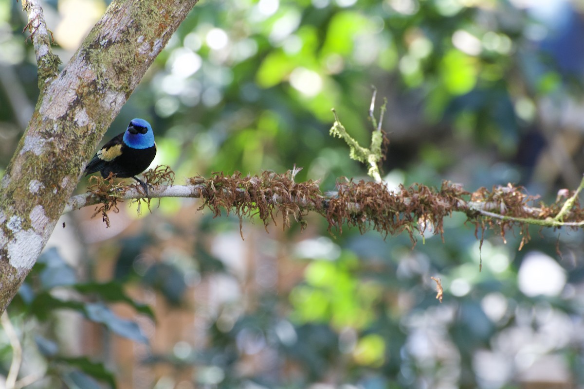 Blue-necked Tanager - ML621053496