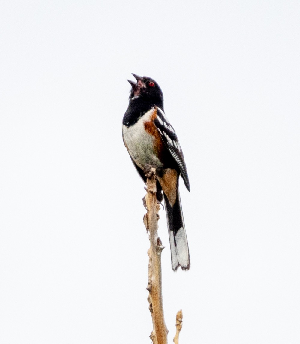 Spotted Towhee - Dale Pate