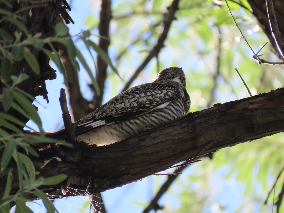 Common Nighthawk - ML621053578