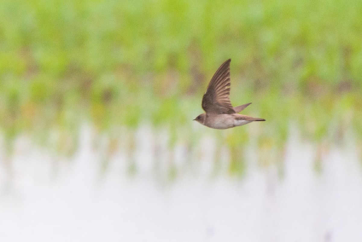 Northern Rough-winged Swallow - ML621053626