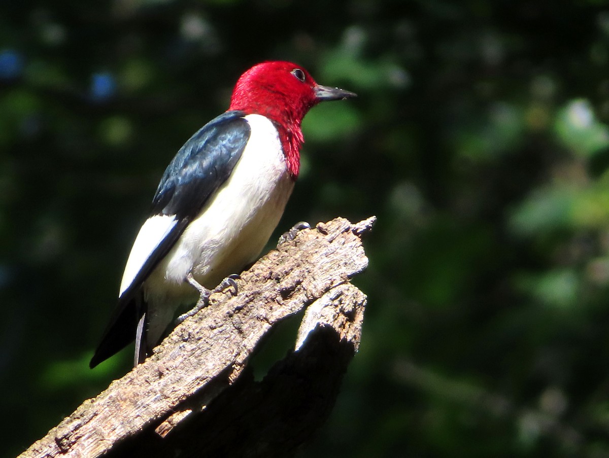 Red-headed Woodpecker - ML621053642