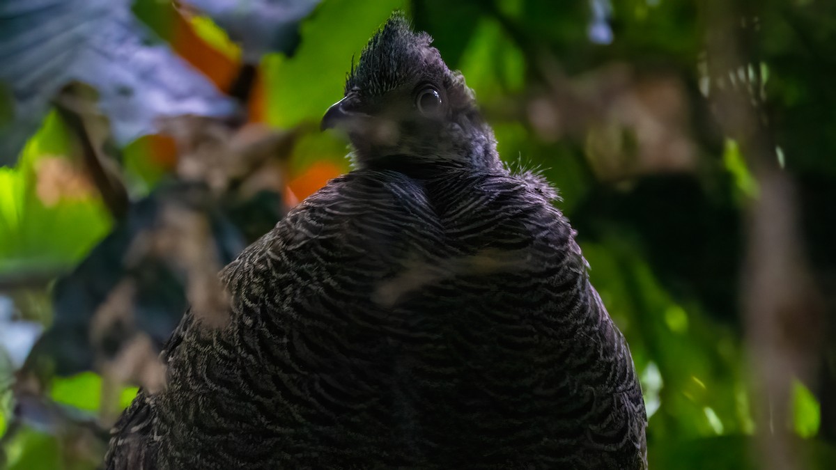 Gray Peacock-Pheasant - ML621053647