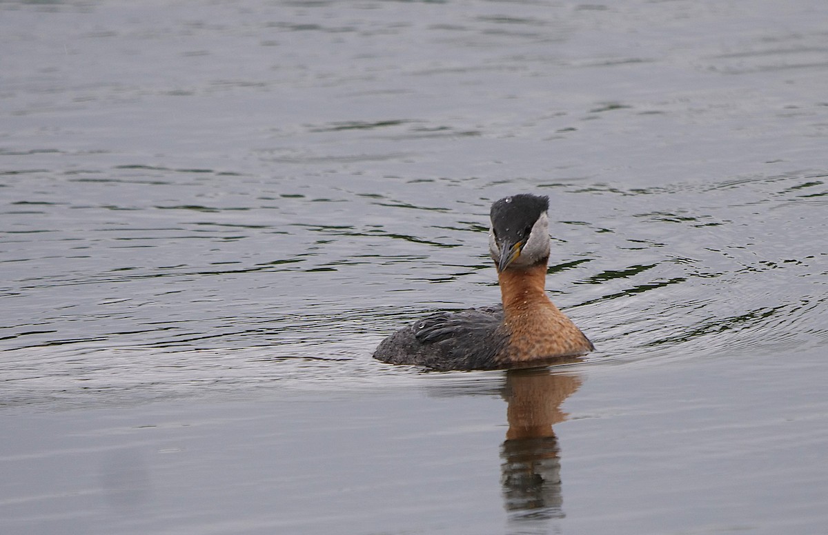 Red-necked Grebe - ML621053657