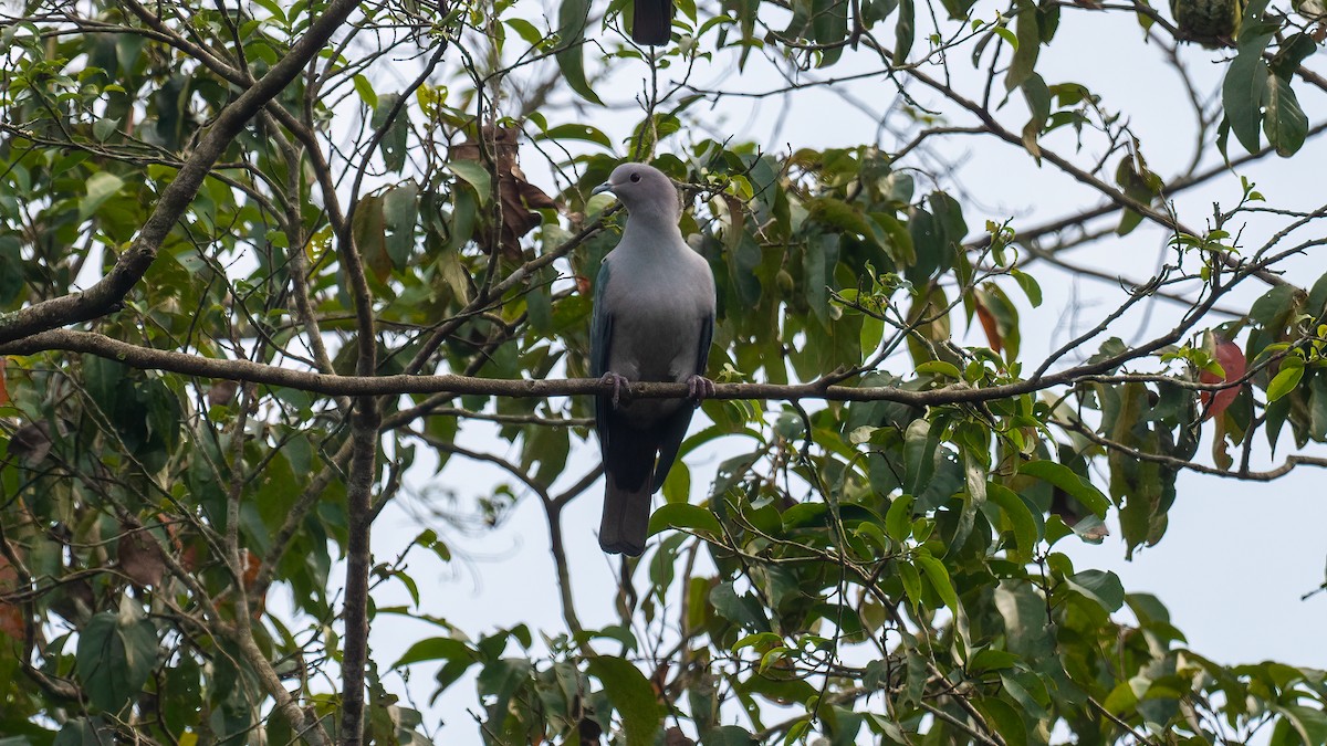 Green Imperial-Pigeon - ML621053671