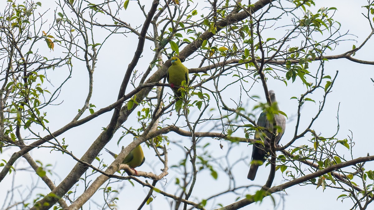 Pin-tailed Green-Pigeon - ML621053674