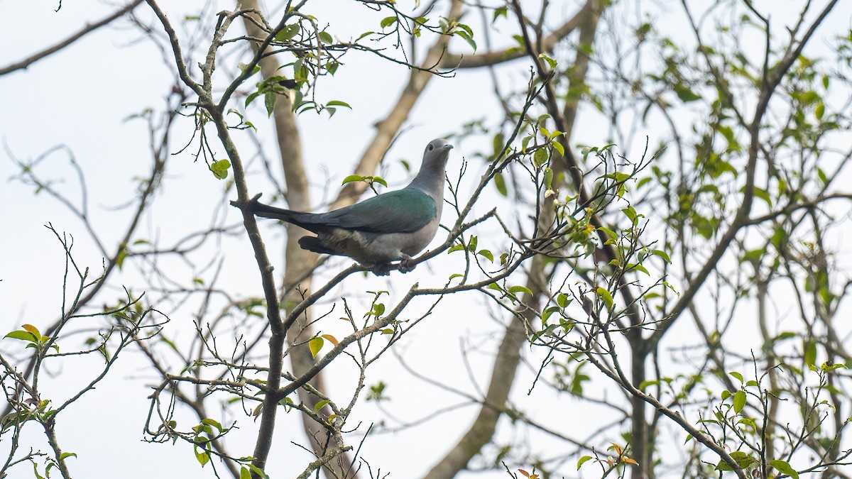 Green Imperial-Pigeon - ML621053675