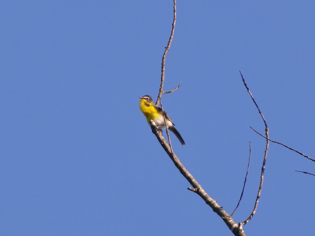 Yellow-breasted Chat - ML621053719
