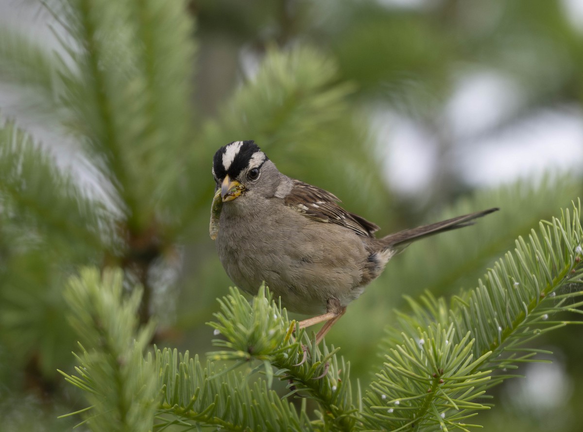 White-crowned Sparrow - ML621053737