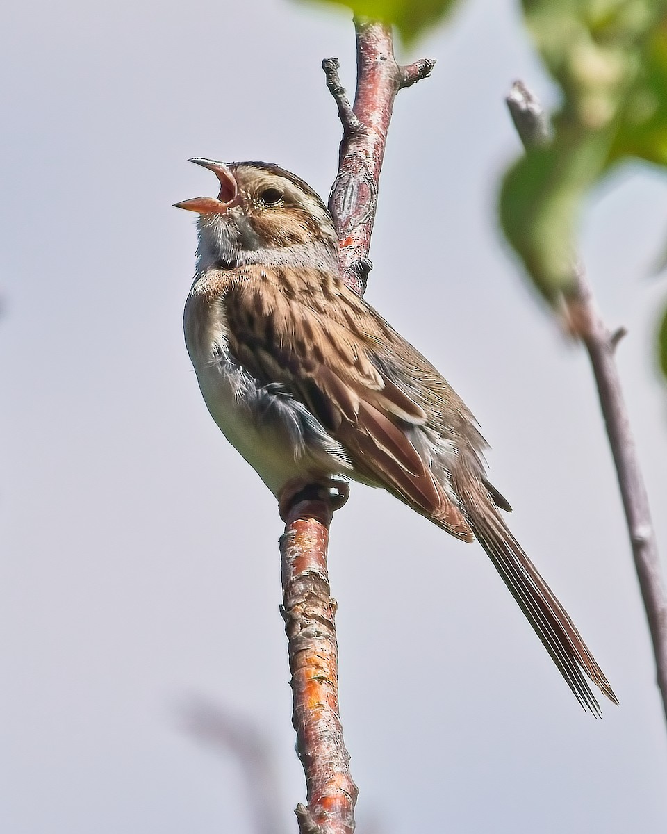 Clay-colored Sparrow - ML621053771