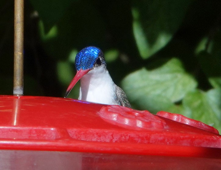 kolibřík fialovokorunkatý - ML621053788