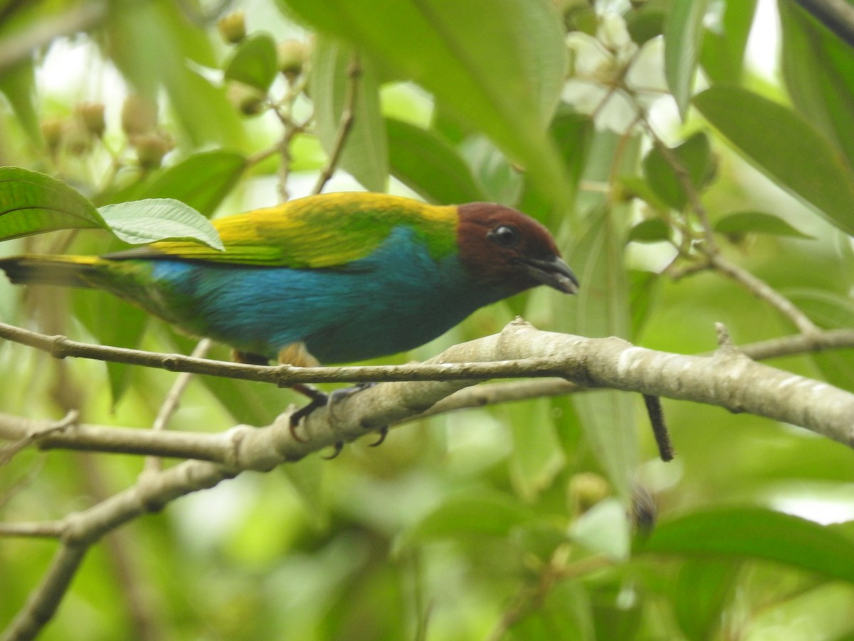 Bay-headed Tanager - ML621053792