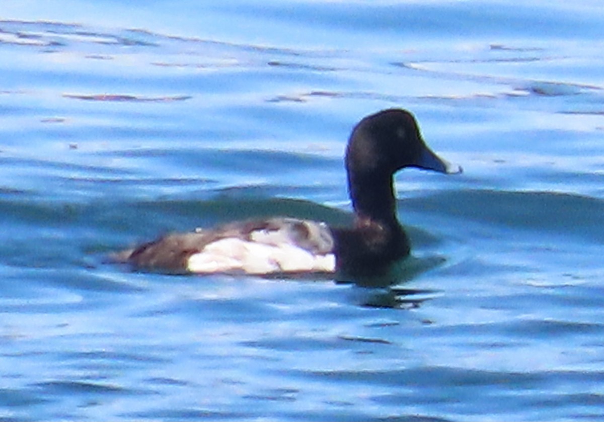 Greater Scaup - ML621053793
