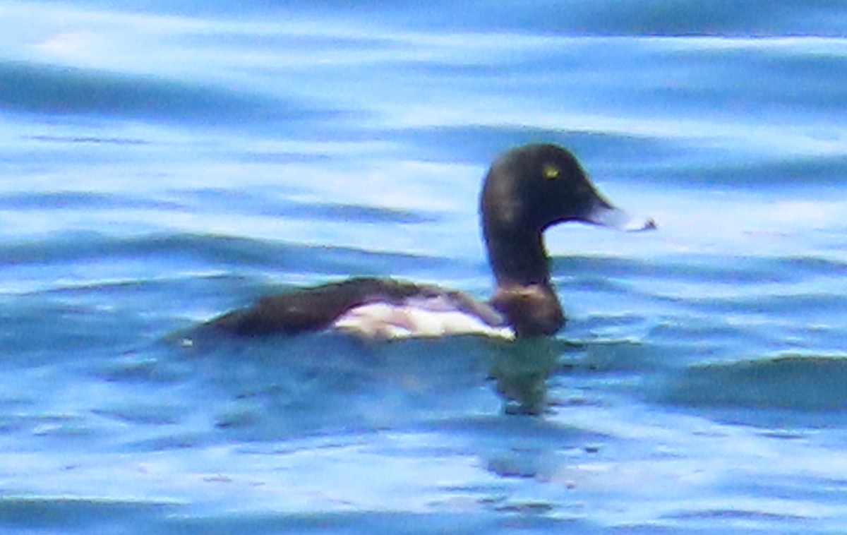 Greater Scaup - ML621053794