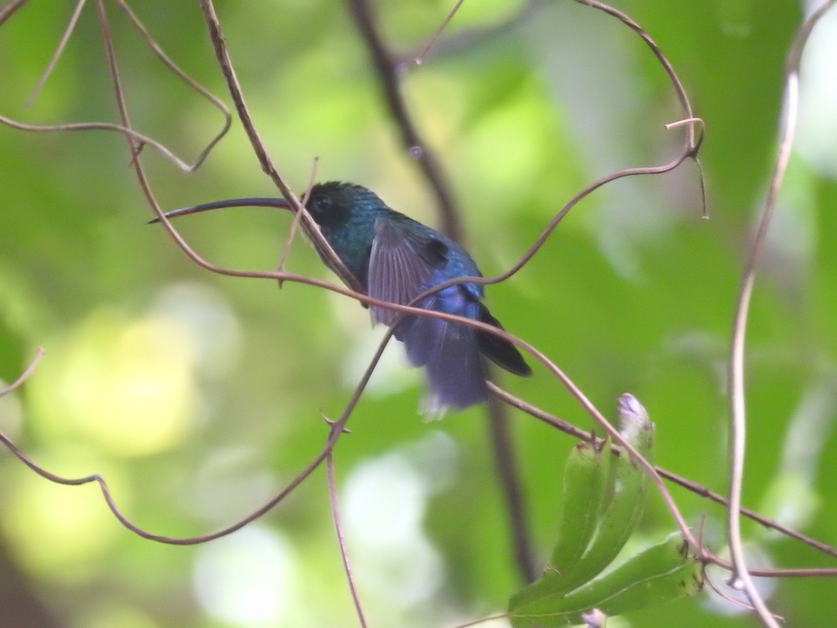 kolibřík šedobřichý - ML621053809