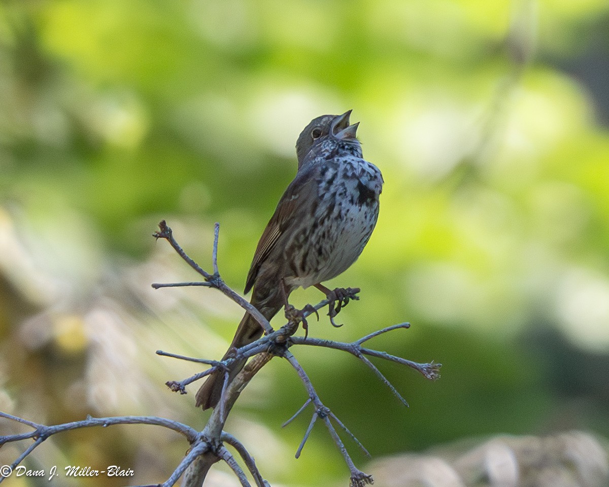 Fox Sparrow (Thick-billed) - ML621053814