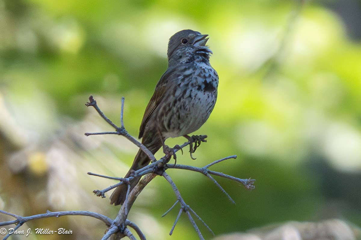 Fox Sparrow (Thick-billed) - ML621053815
