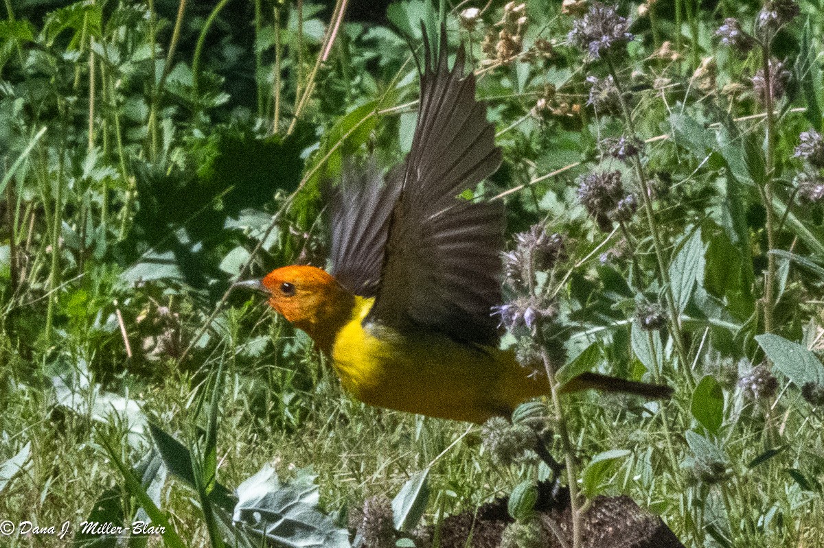 Western Tanager - ML621053817