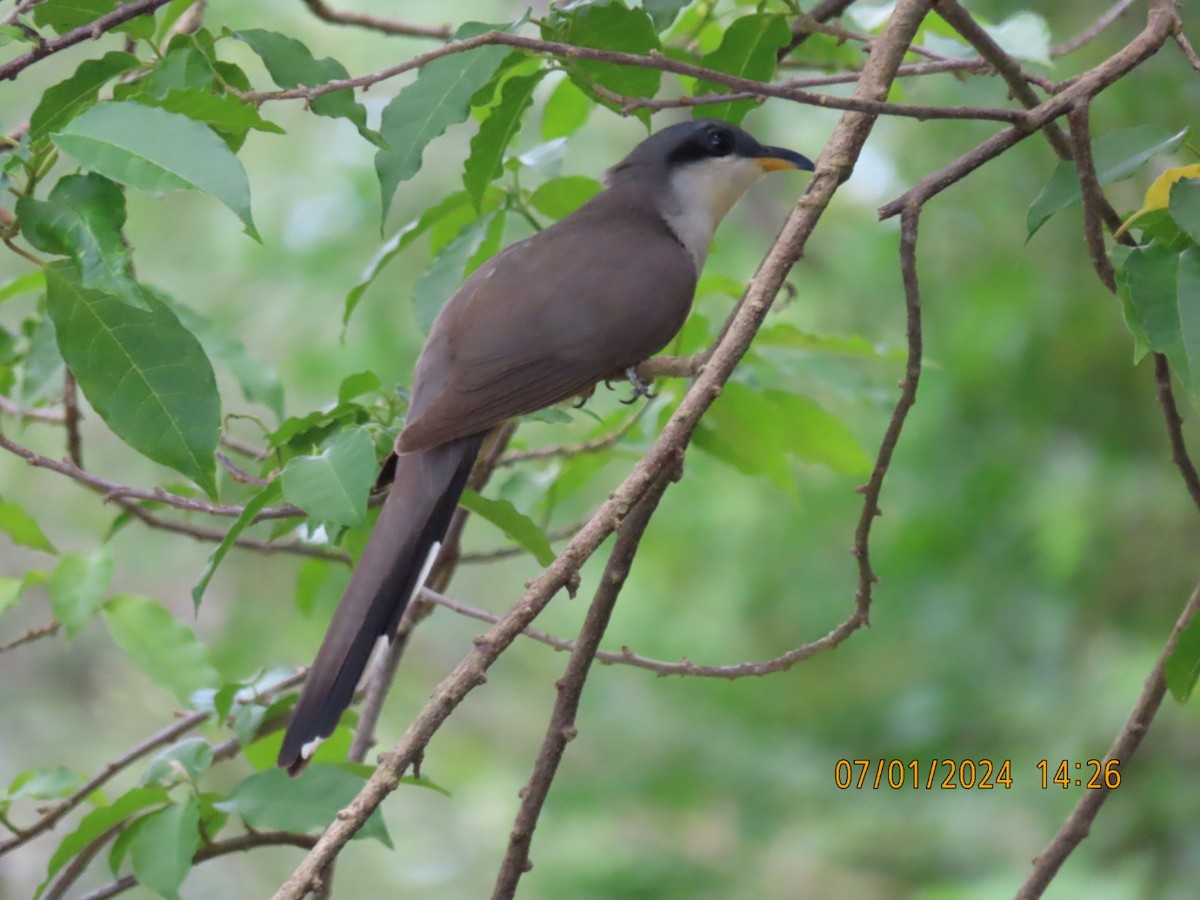 Mangrove Cuckoo - ML621053820