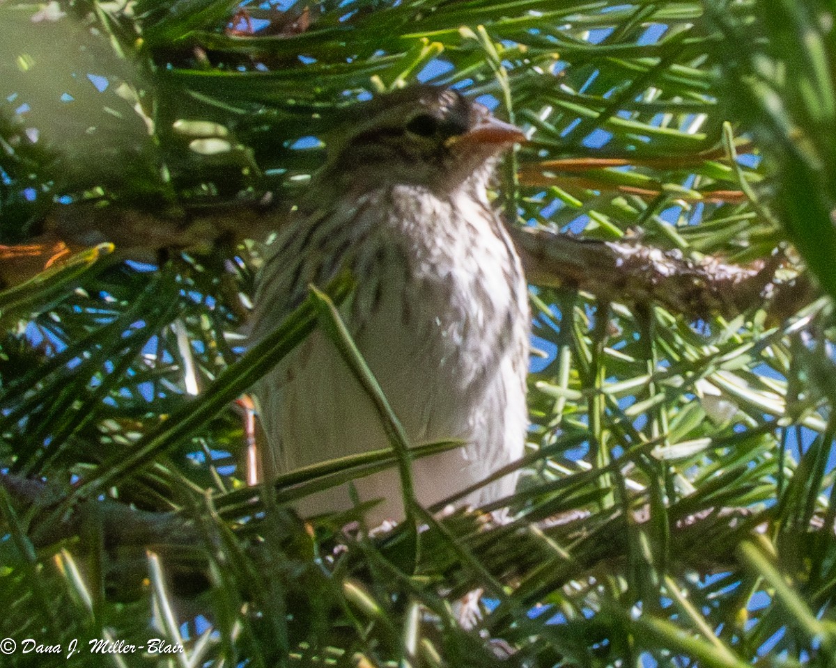 Chipping Sparrow - ML621053824