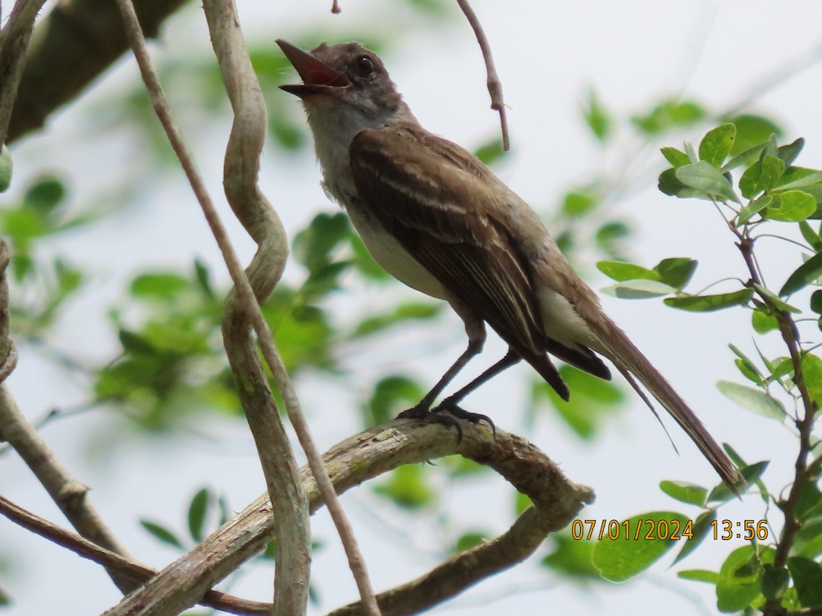 Puerto Rican Flycatcher - Barry Southard