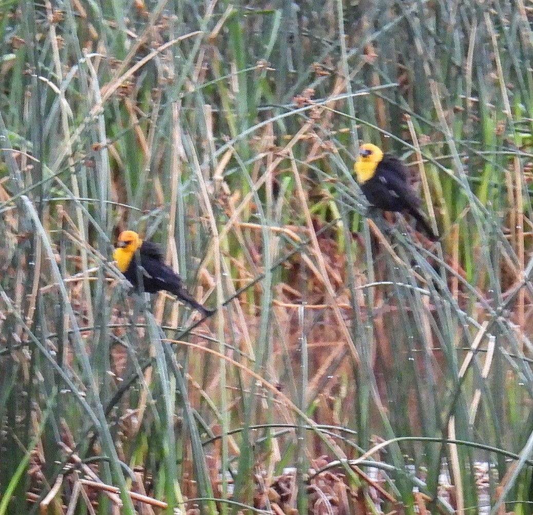 Yellow-headed Blackbird - ML621053857