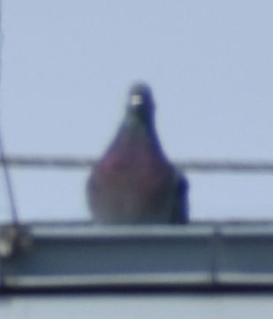 Rock Pigeon (Feral Pigeon) - ML621053876