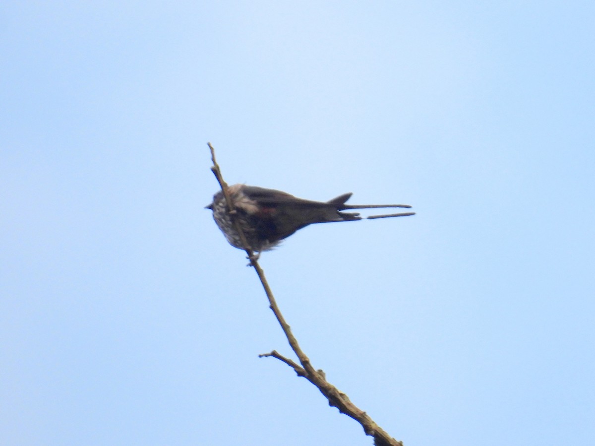 Lesser Striped Swallow - ML621053877