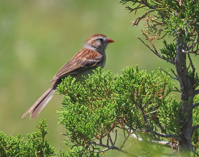 Field Sparrow - ML621053878