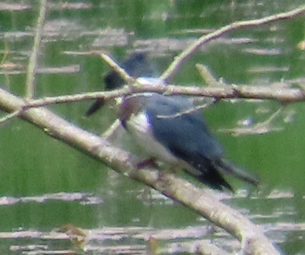 Belted Kingfisher - ML621053879