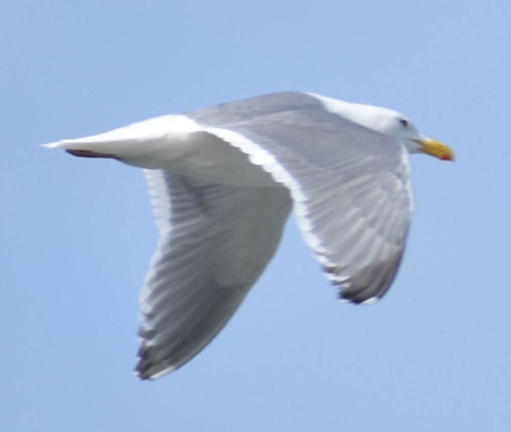 Western x Glaucous-winged Gull (hybrid) - ML621053882