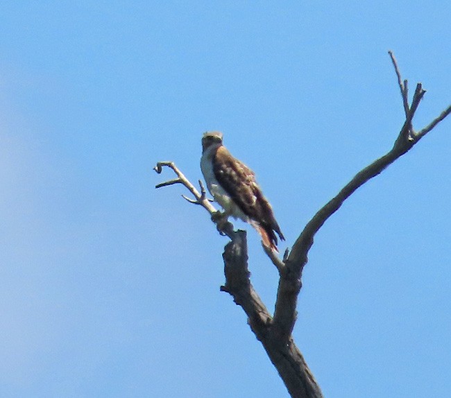 Red-tailed Hawk - ML621053892