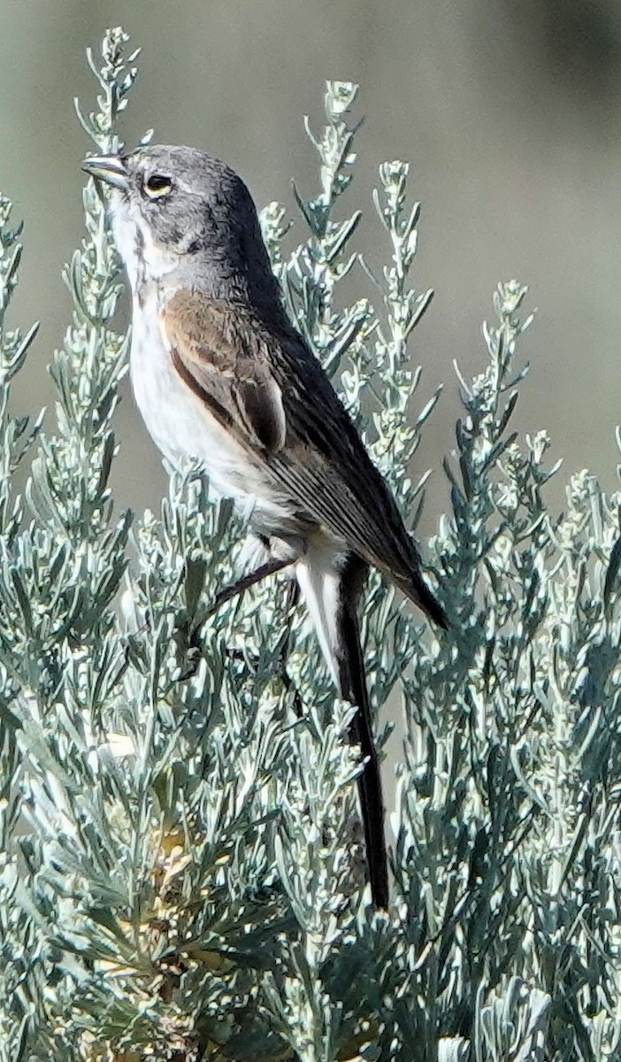 Sagebrush Sparrow - Doug Wassmer