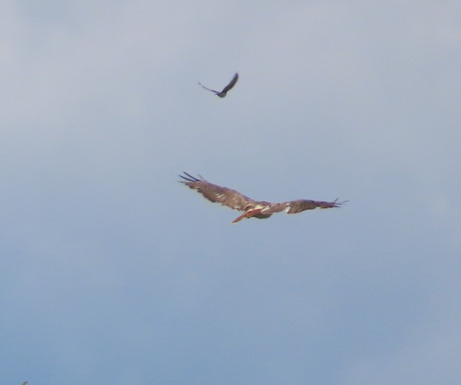 Red-tailed Hawk - ML621053897