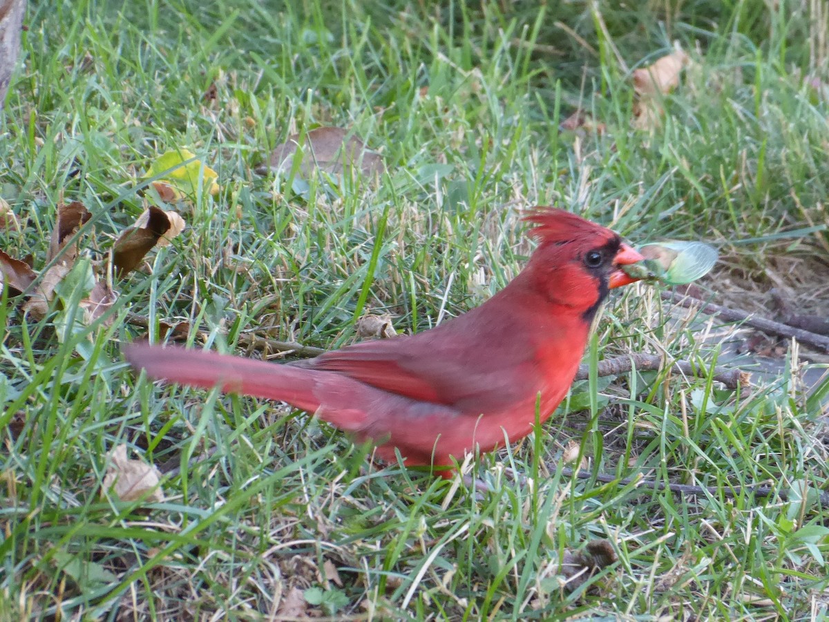 Cardinal rouge - ML621053899