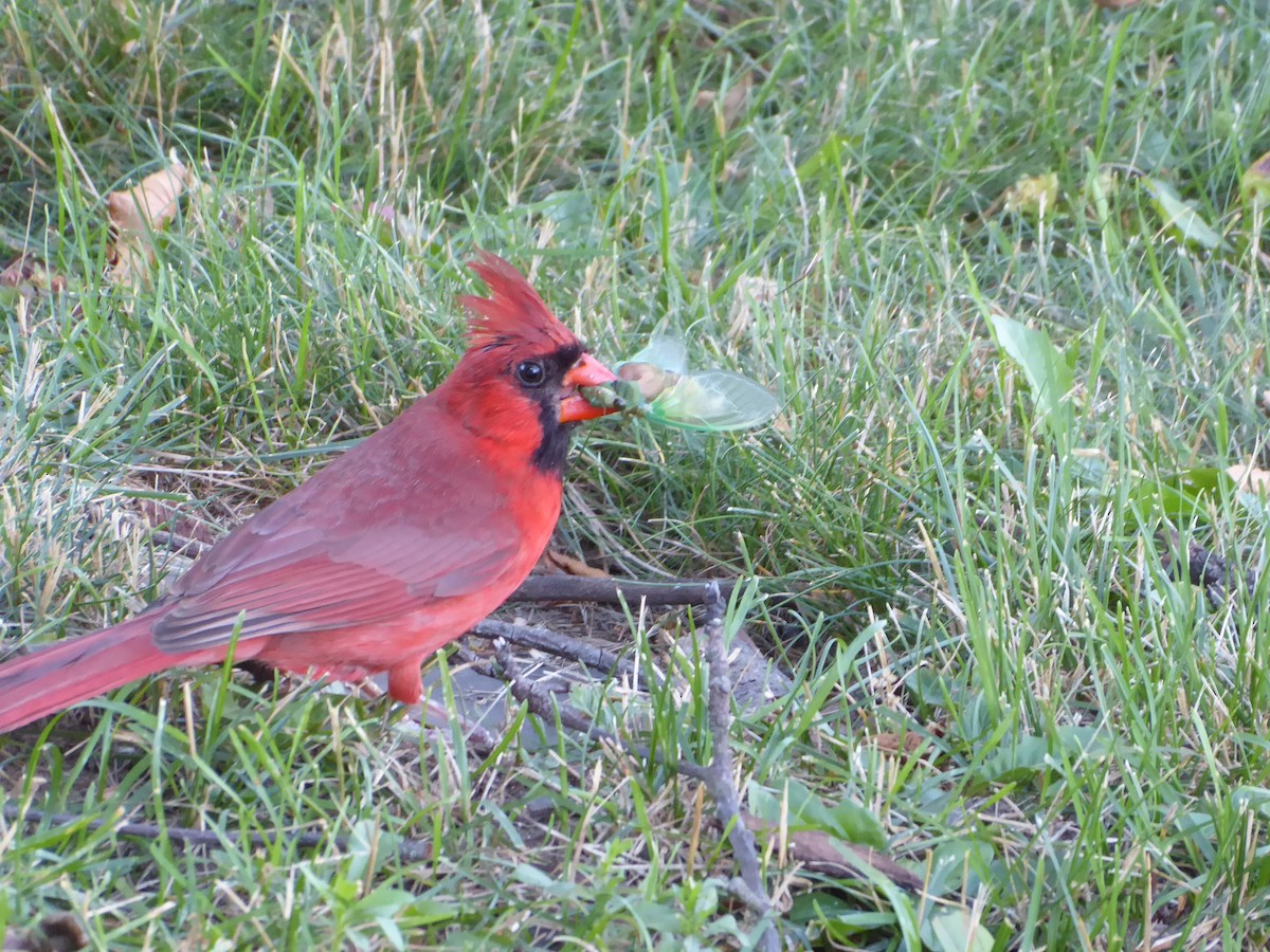 Cardinal rouge - ML621053904