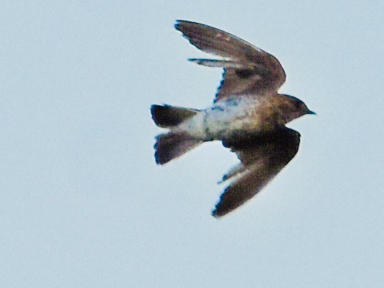 Northern Rough-winged Swallow - ML621053907