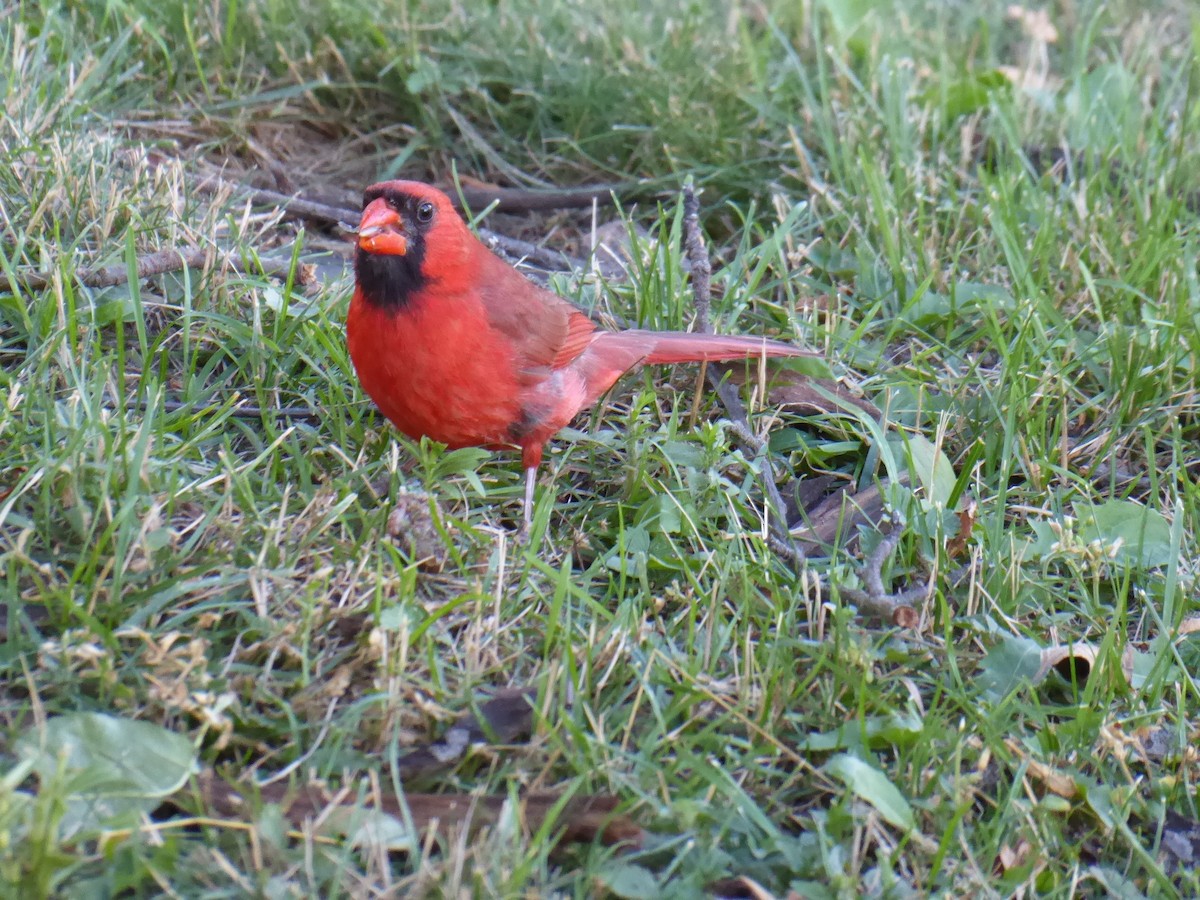Cardinal rouge - ML621053918