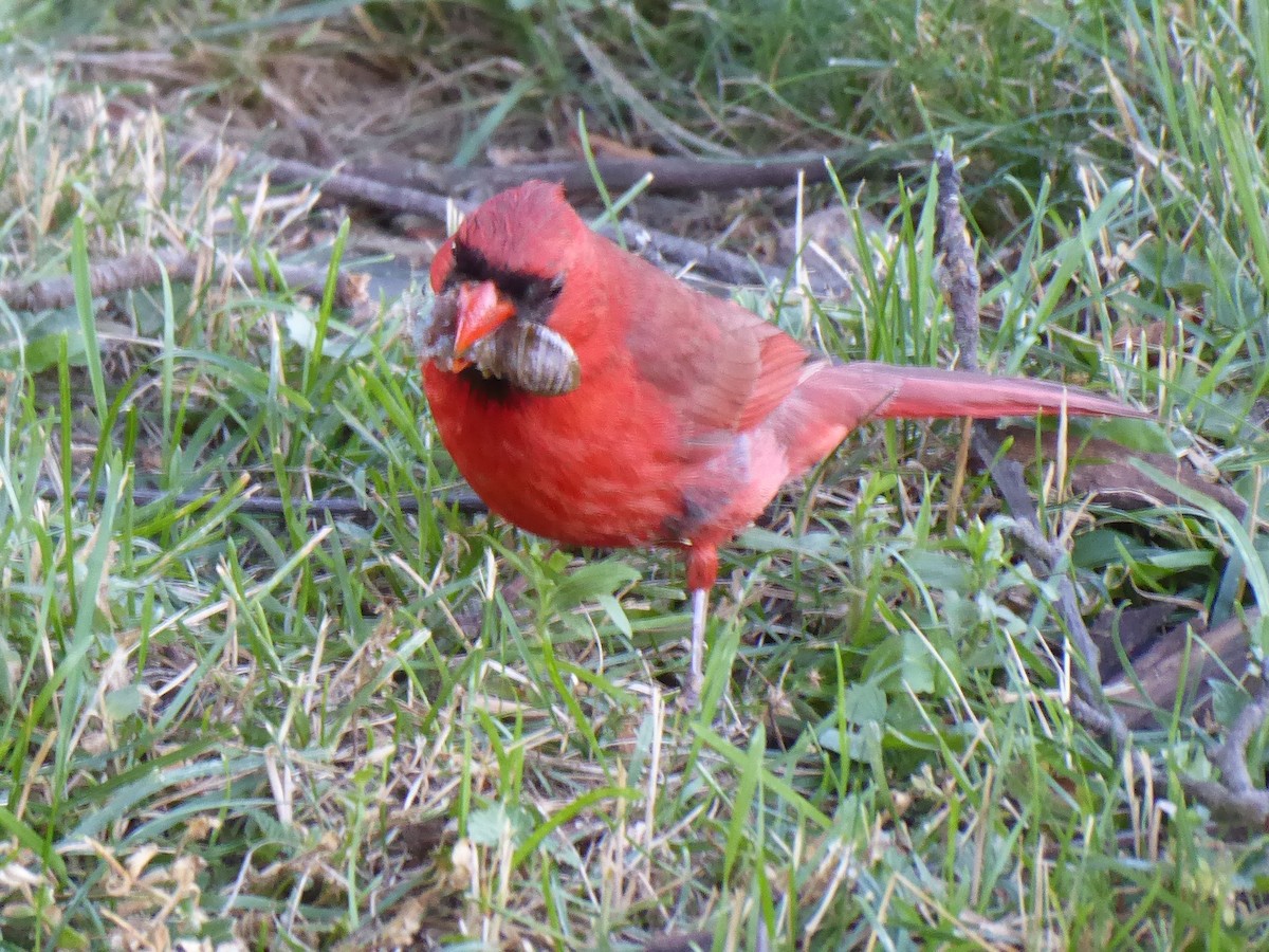 Cardinal rouge - ML621053921