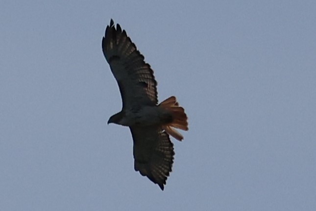 Red-tailed Hawk - ML621053925