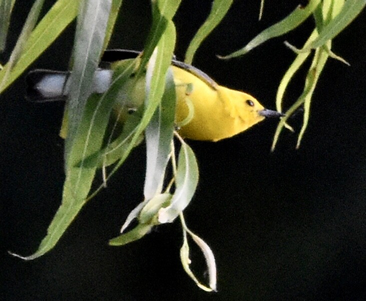 Prothonotary Warbler - ML621053929