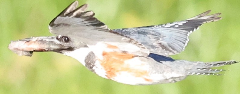 Belted Kingfisher - ML621053930